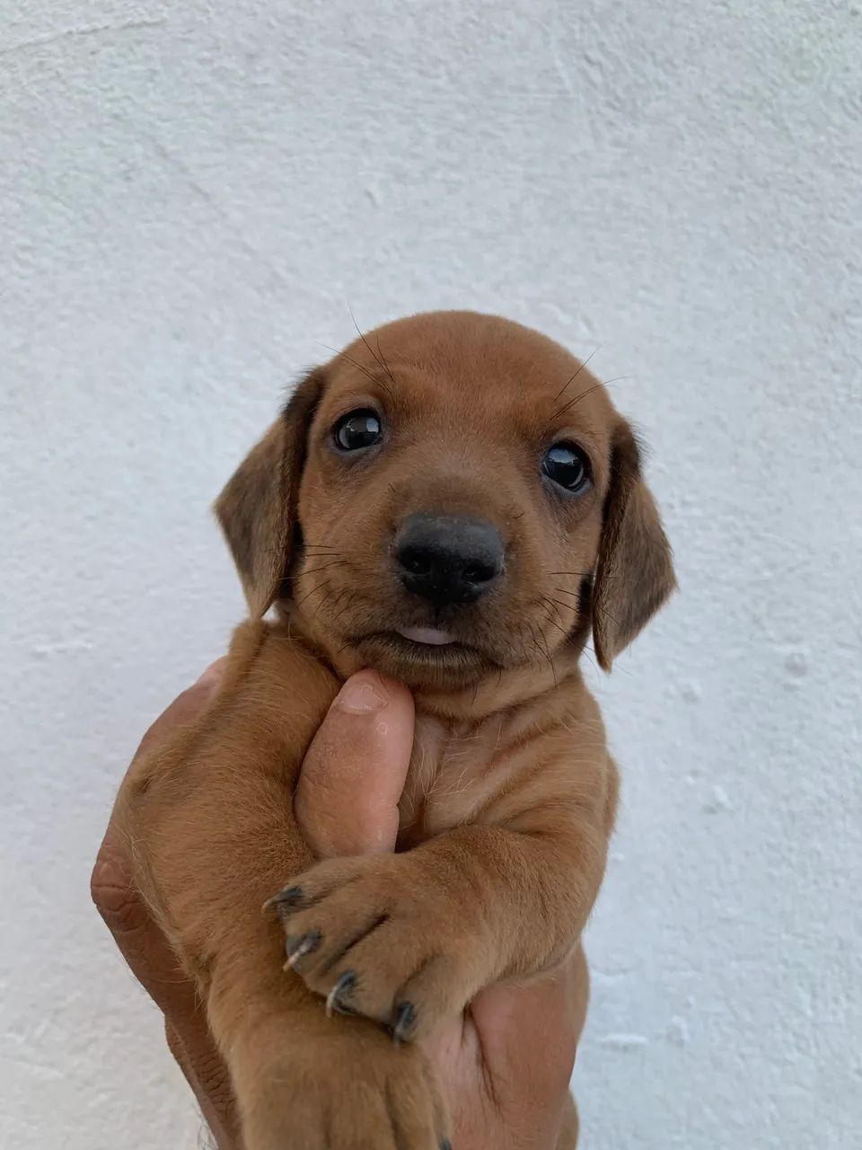 Dachshund filhote macho - Foto 2