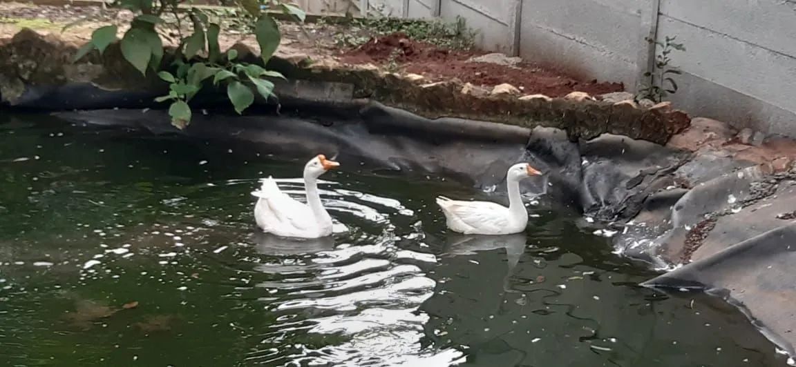 Gansos,marreco, patos a venda  - Foto 4