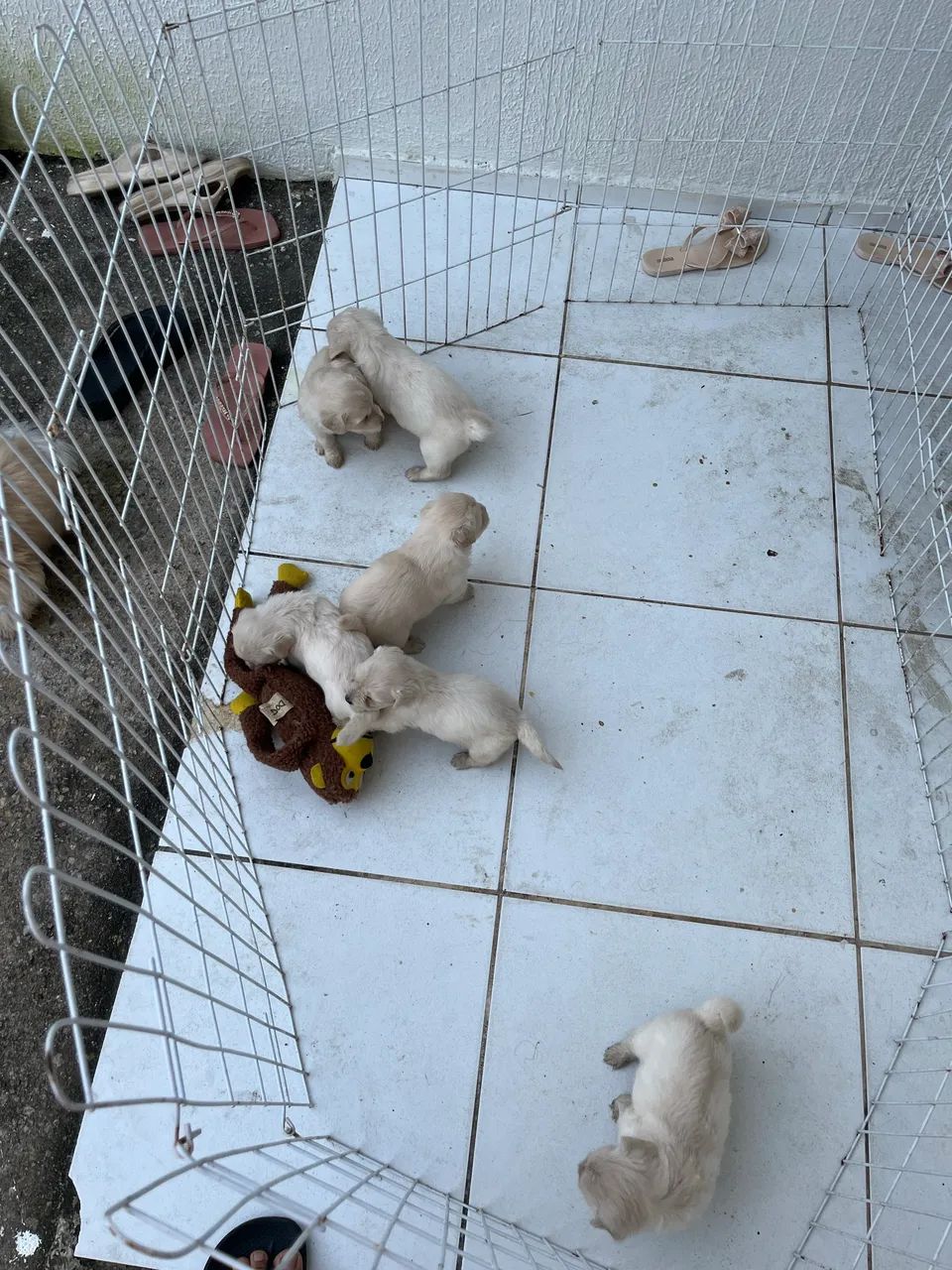 Poodles perfeitos  - Foto 2