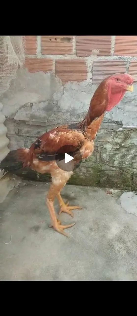 Índio gigante  - Foto 2