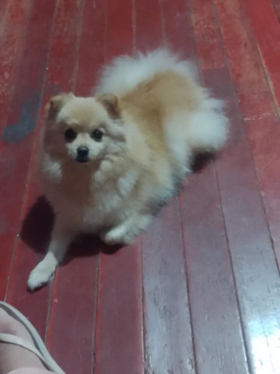 Vendo fêmea sptiz alemão anão 