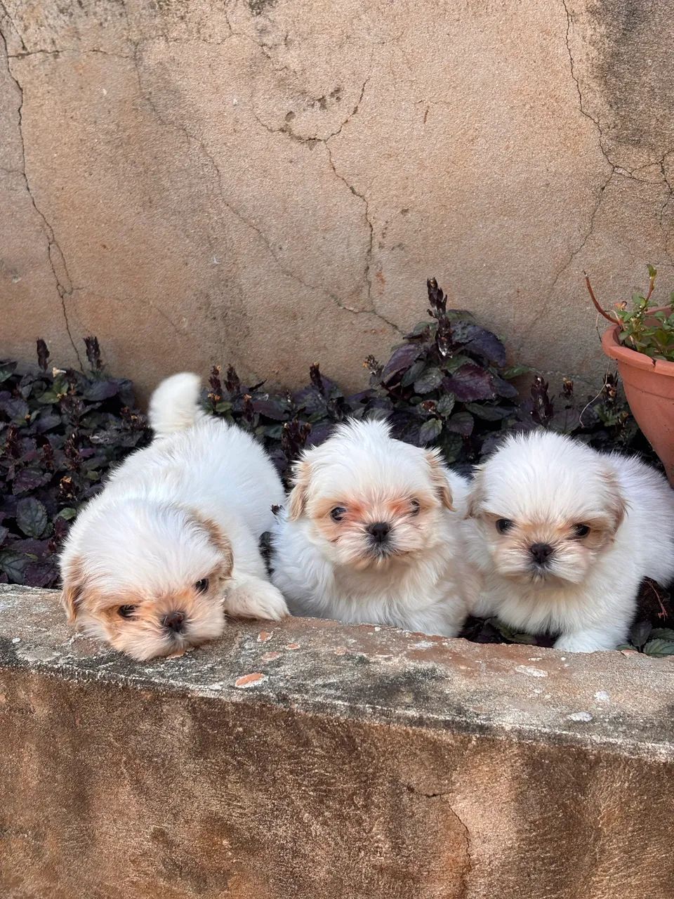 Fêmeas de Shihtzu disponível