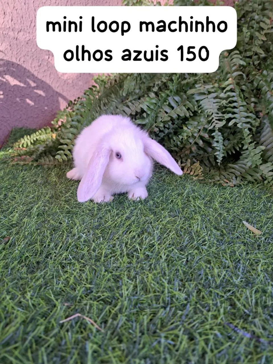 mini coelhos fofos varias opções 