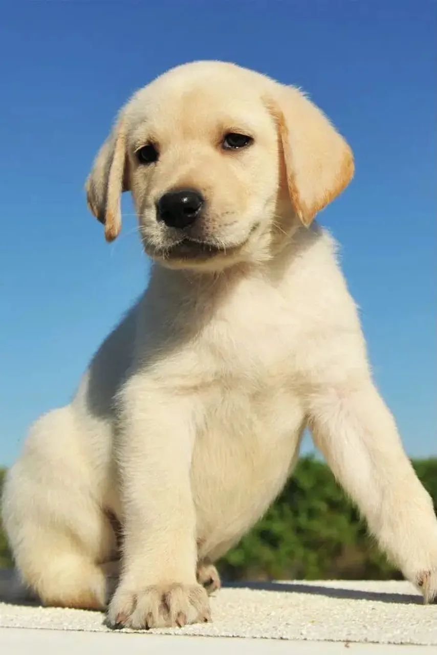 Labrador um bom companheiro