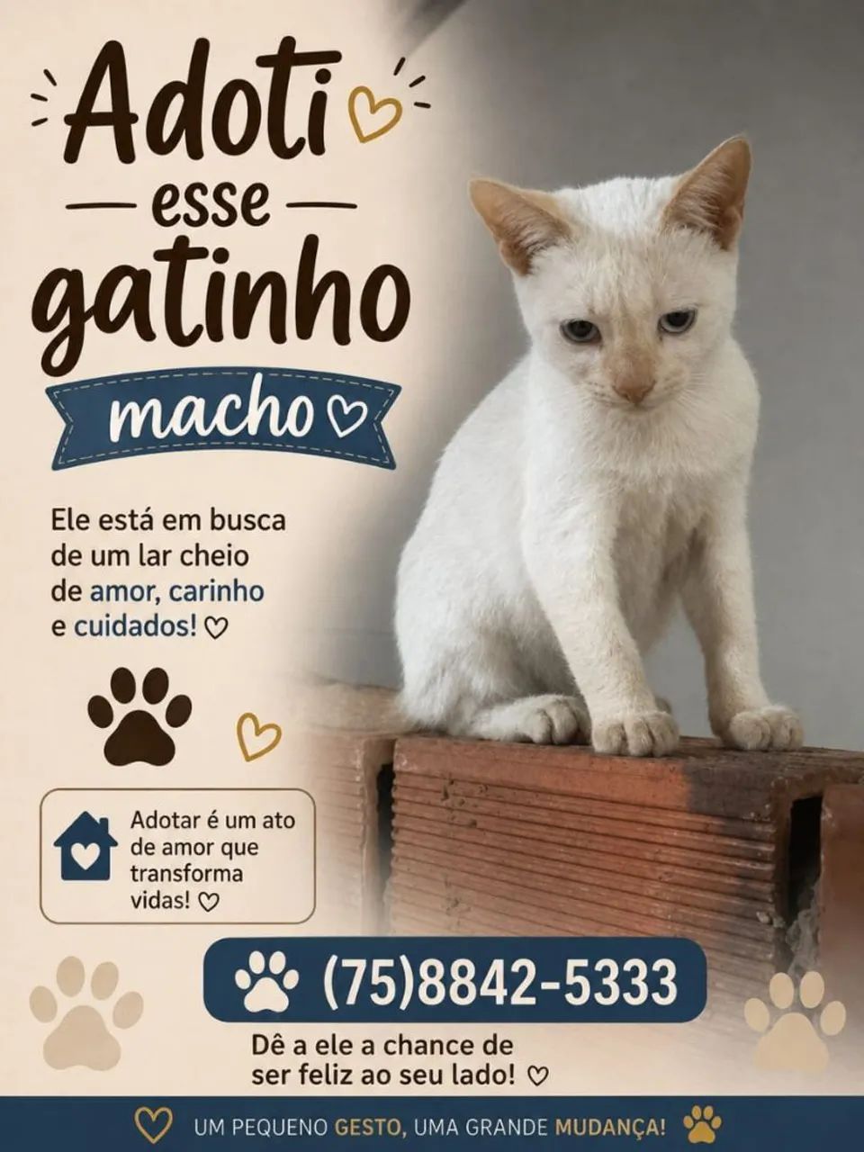 Gatinho para adoção
