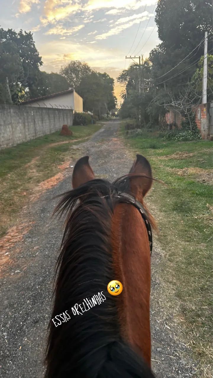 Égua Anglo Árabe  - Foto 3