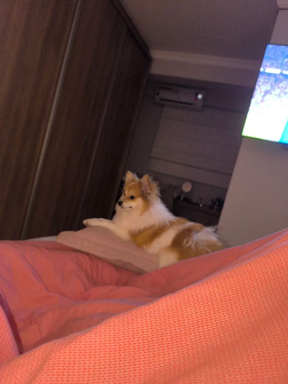 Lulu da Palmerania para Cobertura  - Foto 4