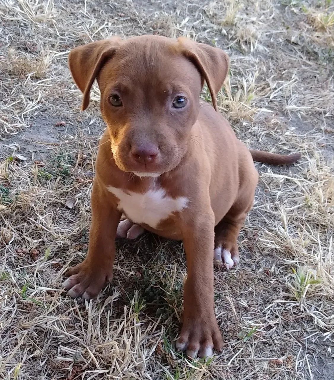 Cachorro pitbull