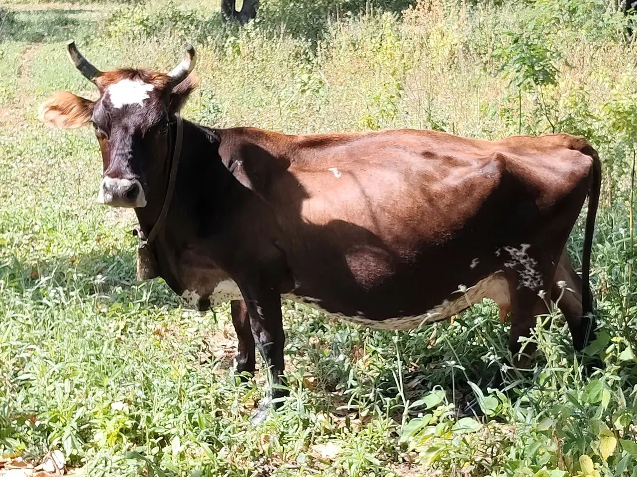 Vendo mini Toro e mini vacas  - Foto 2