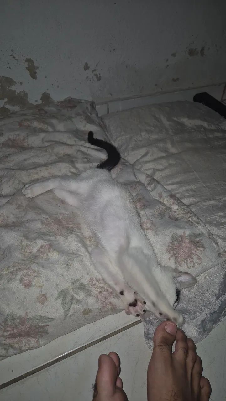 Procura-se um lar cheio de amor - Foto 3