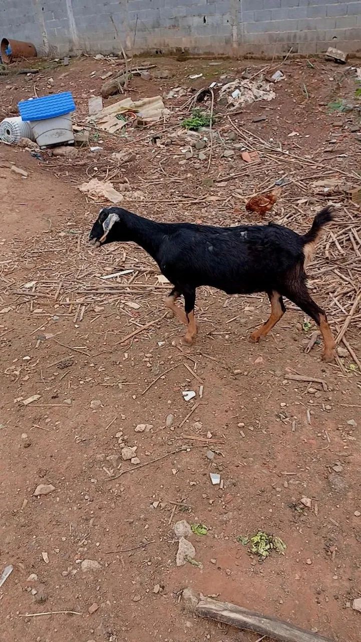 Cabrito bode e cabra  - Foto 2