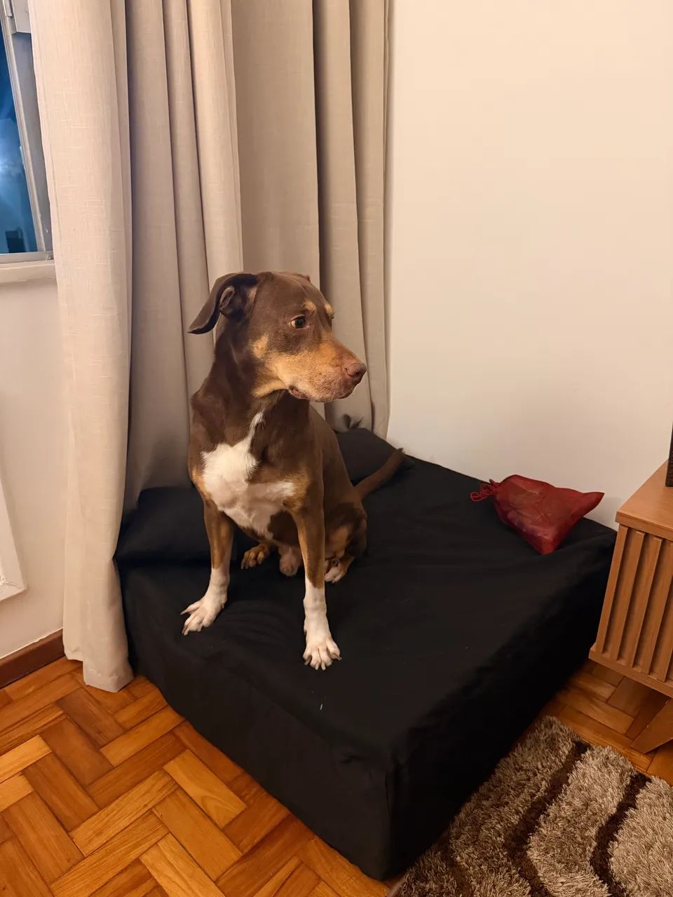 Cama de cachorro 