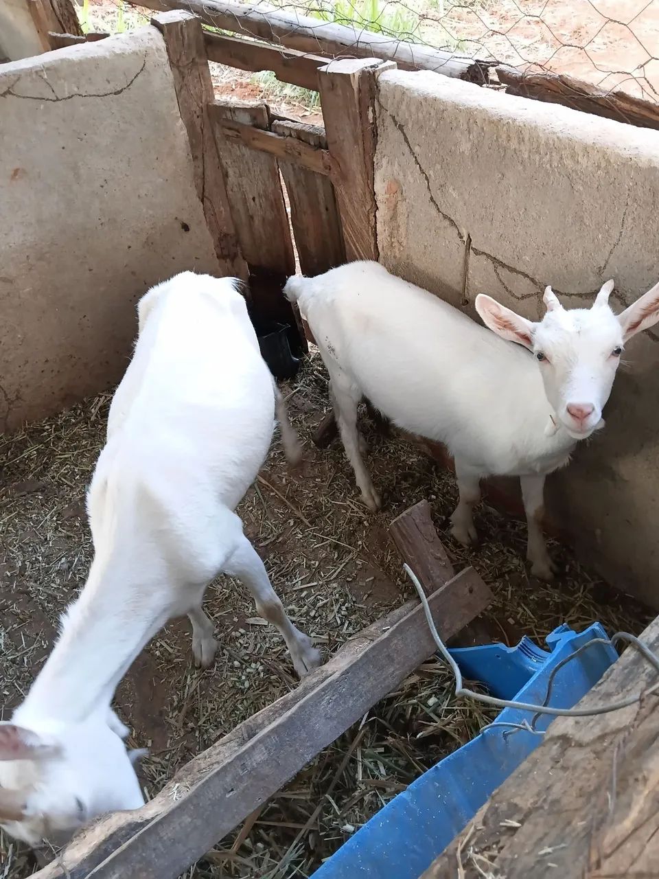2 Cabras e um Bode Sannen  - Foto 3