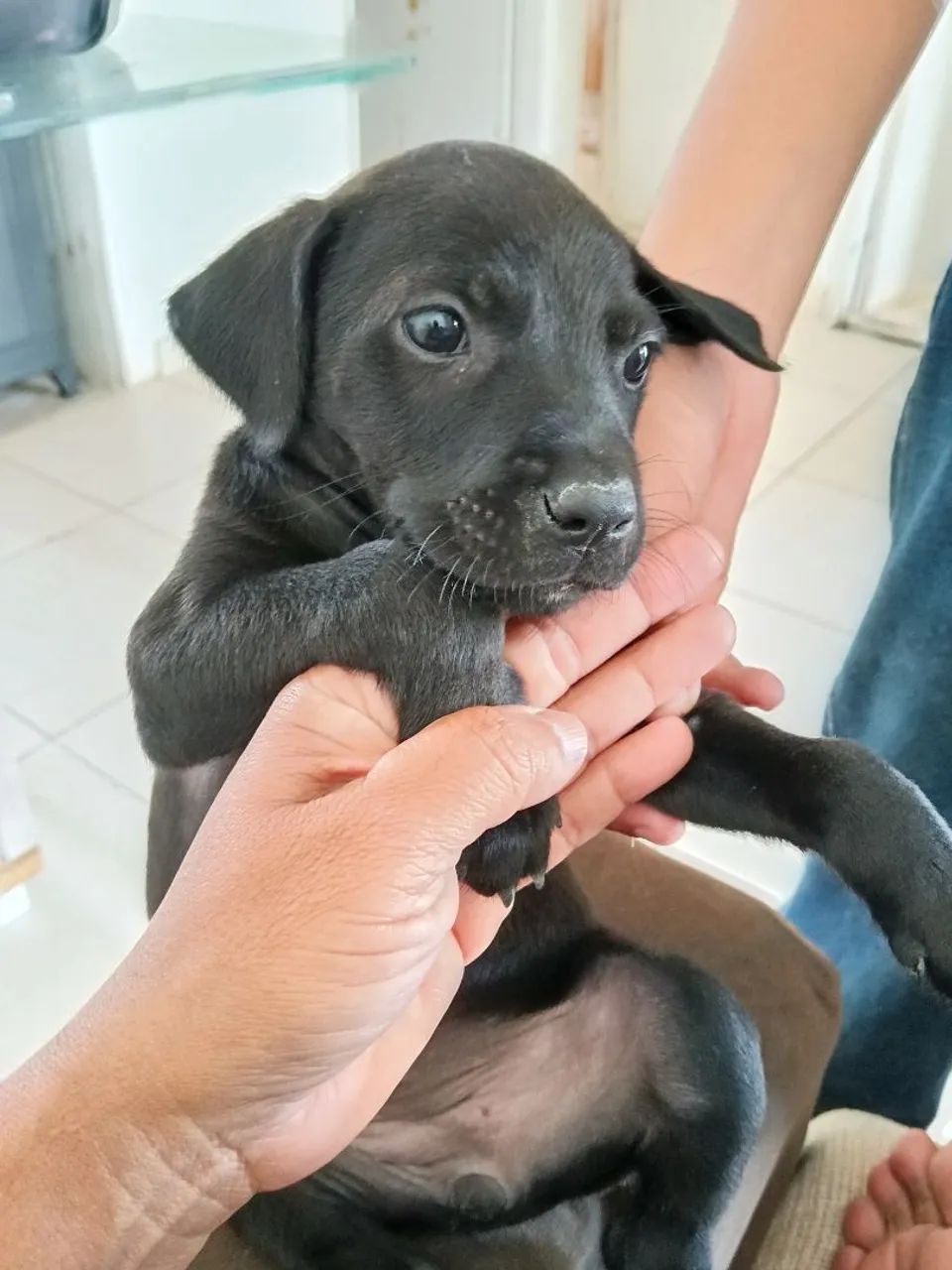 Cachorro labrador  preta - Foto 2