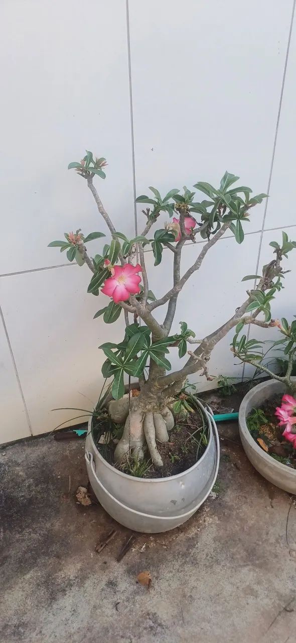 Rosa do Deserto. - Foto 4