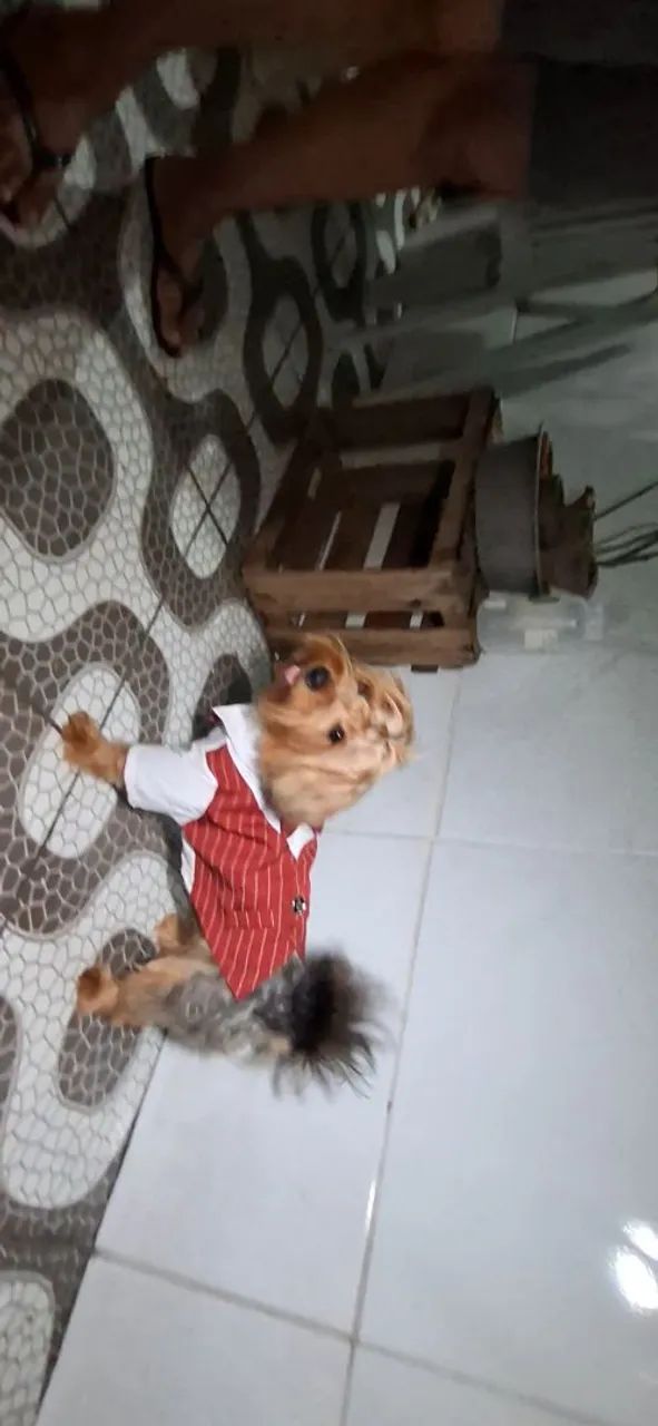 Yorkshire Terrier Macho  - Foto 4