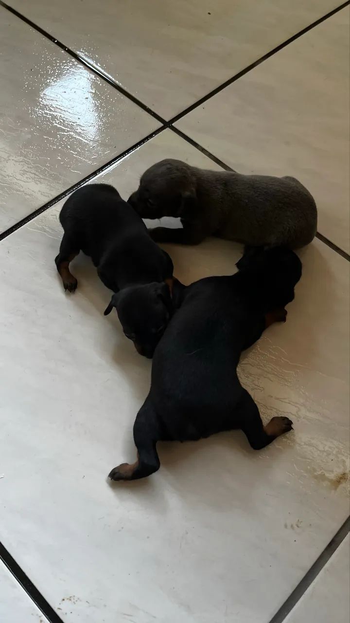 Vendo  - Foto 4