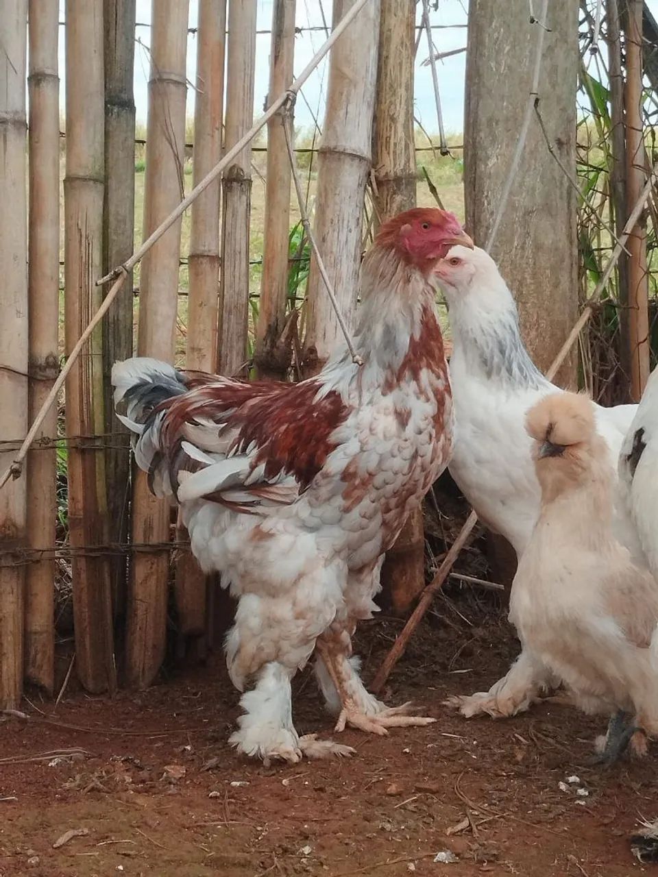 Frango Brahama  - Foto 3