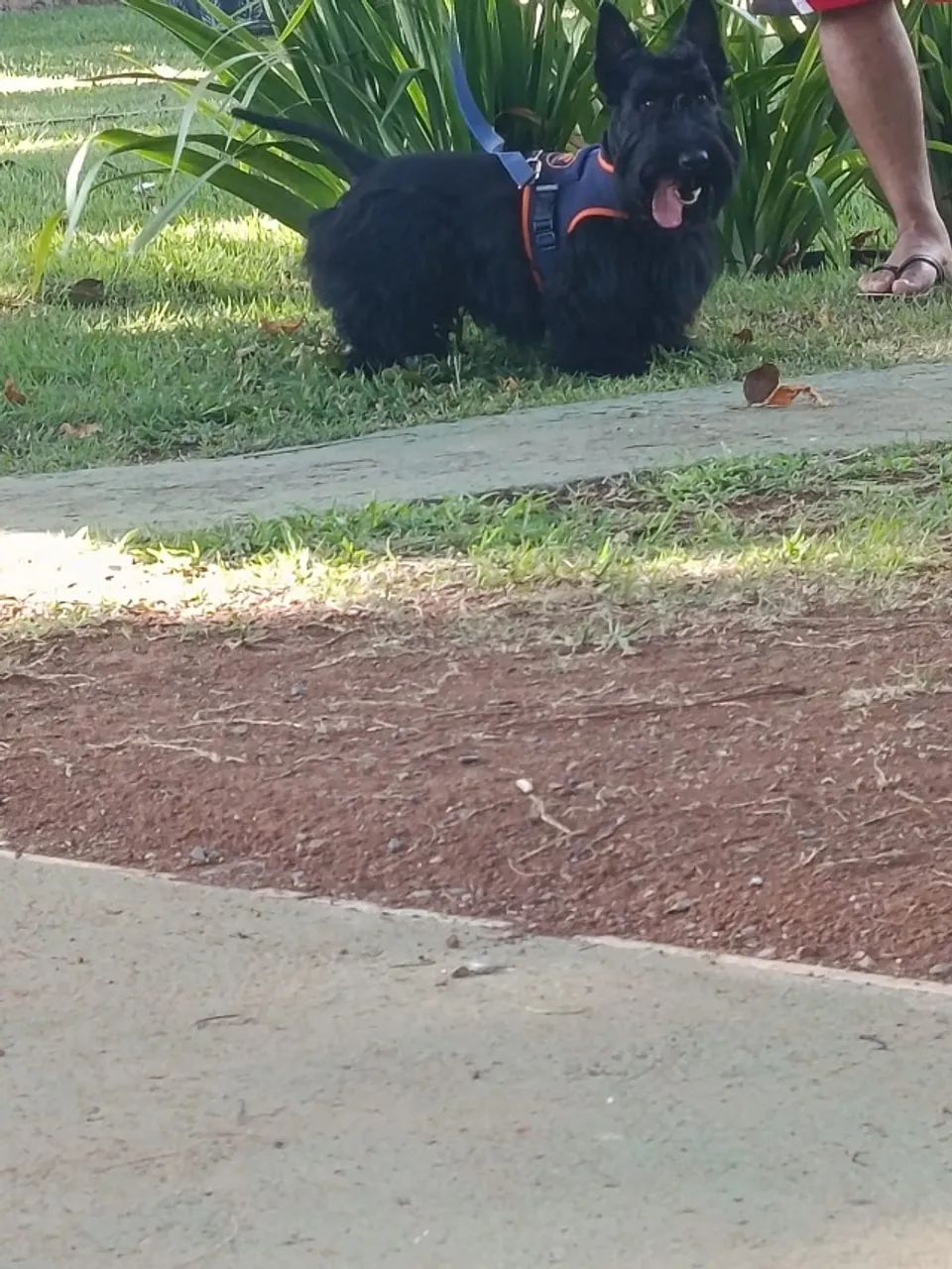 SCOTTISH TERRIER MACHO - Foto 2