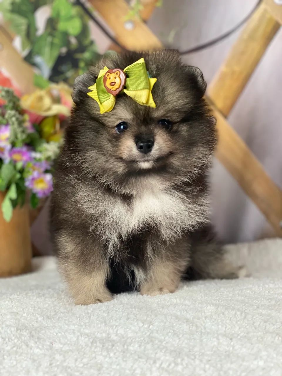 Macho de Spitz alemão  - Foto 3