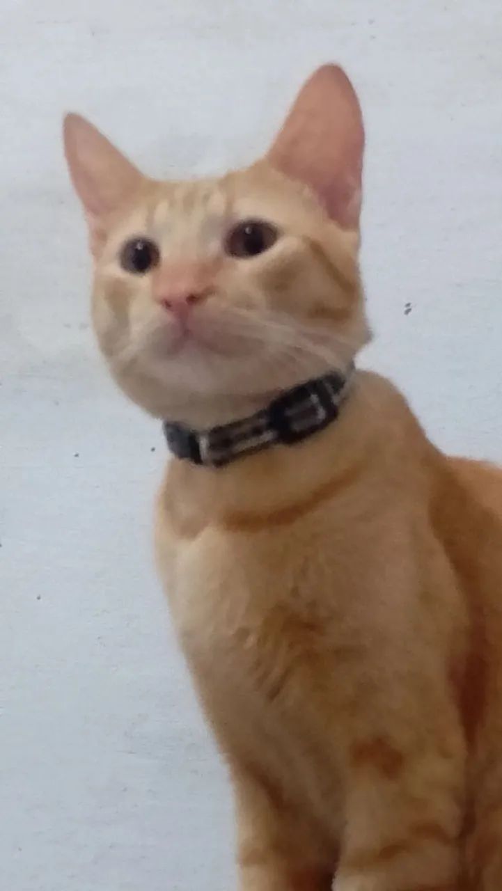 Adoção responsável  - Foto 4