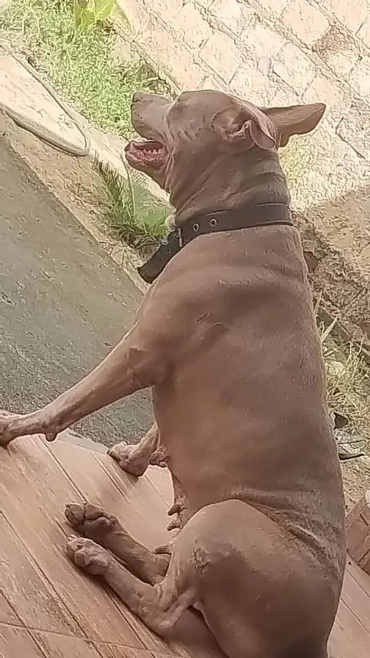 Vendo Pitbull  - Foto 5