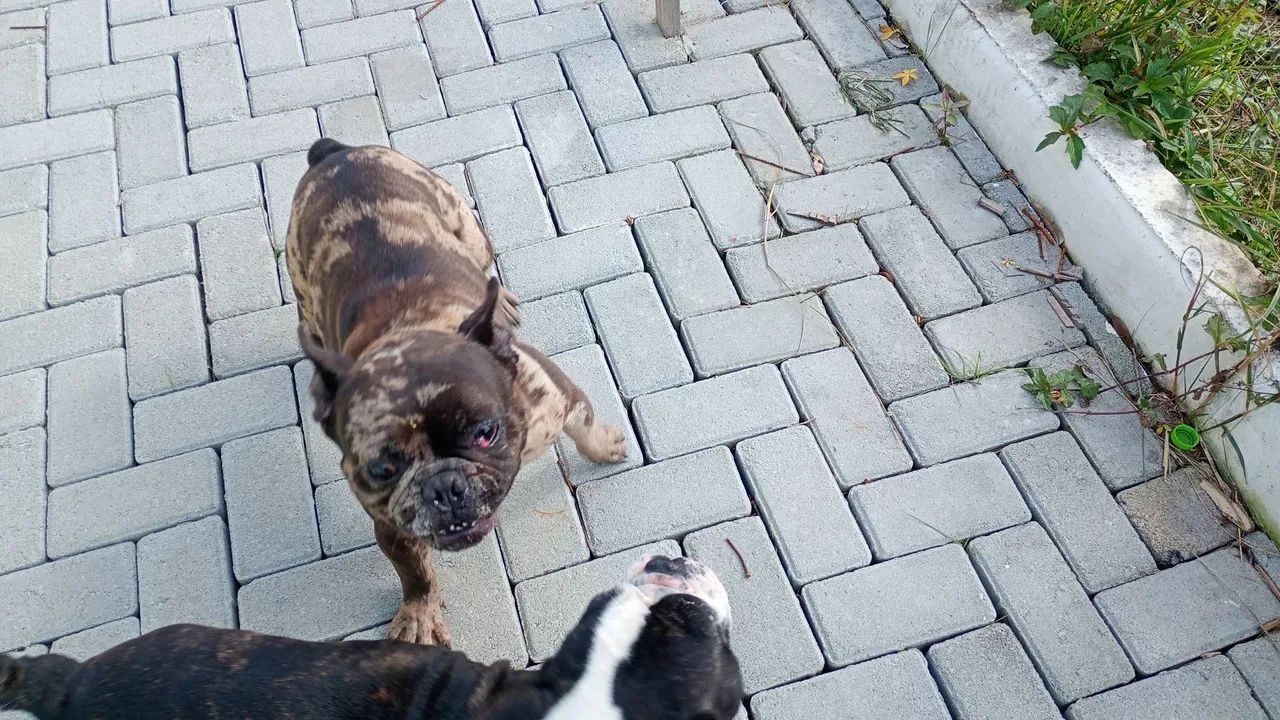 Bulldog francês macho - Foto 3