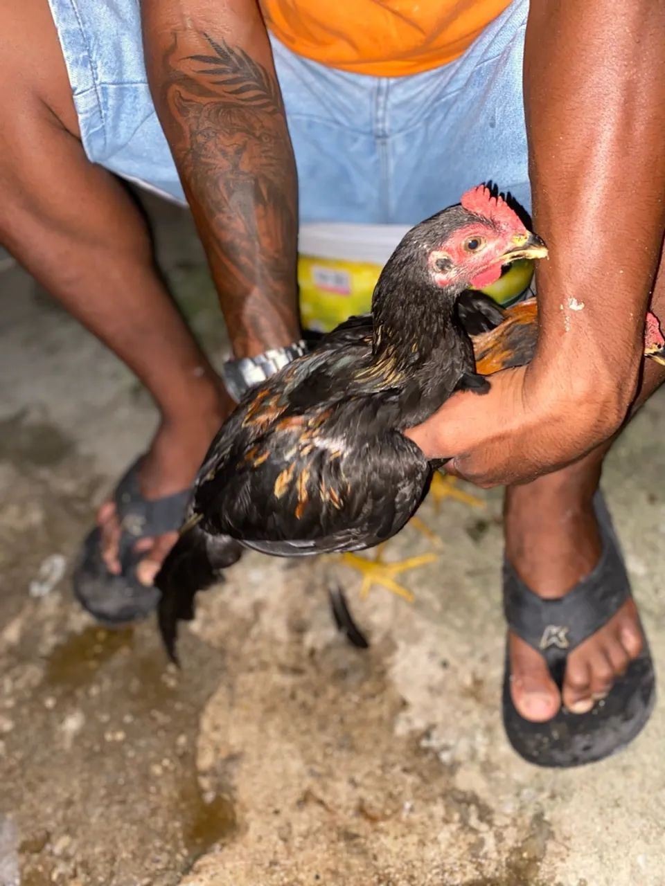 2 casal de frango  - Foto 5