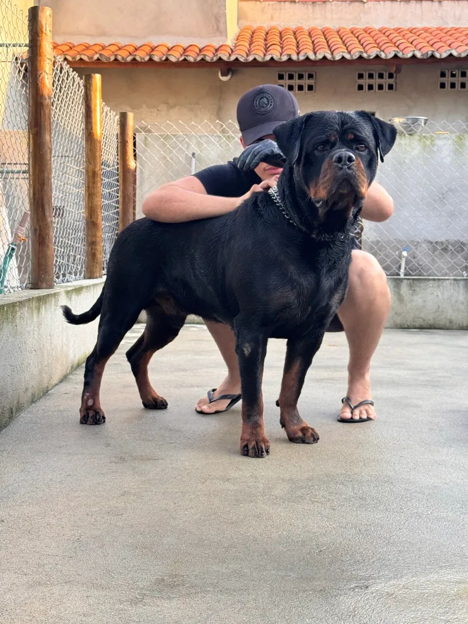 Rottweiler com pedigree. - Foto 3