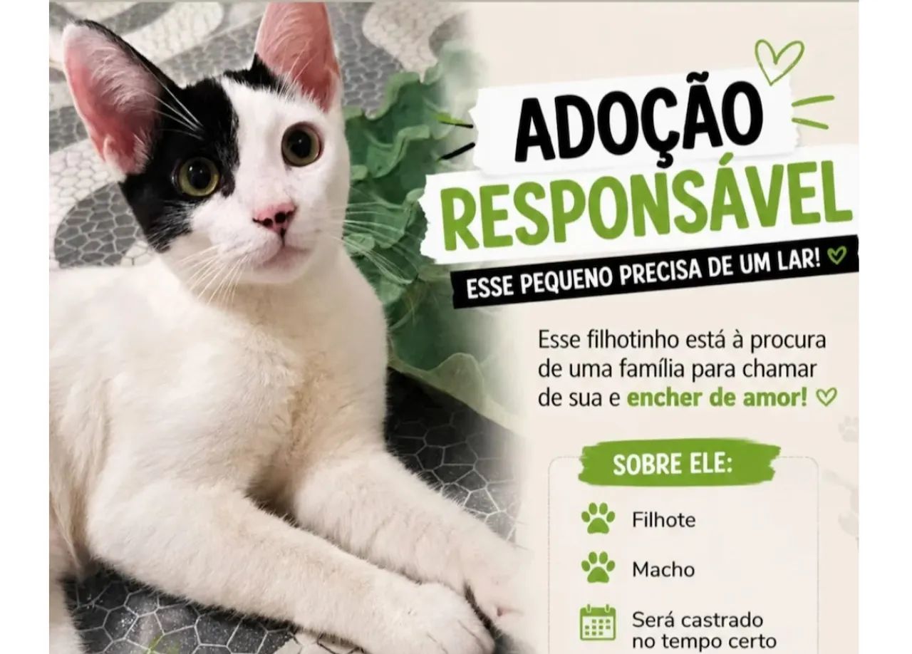 Gato para Adoção 