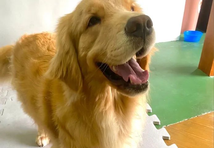Cachoro  - Foto 2