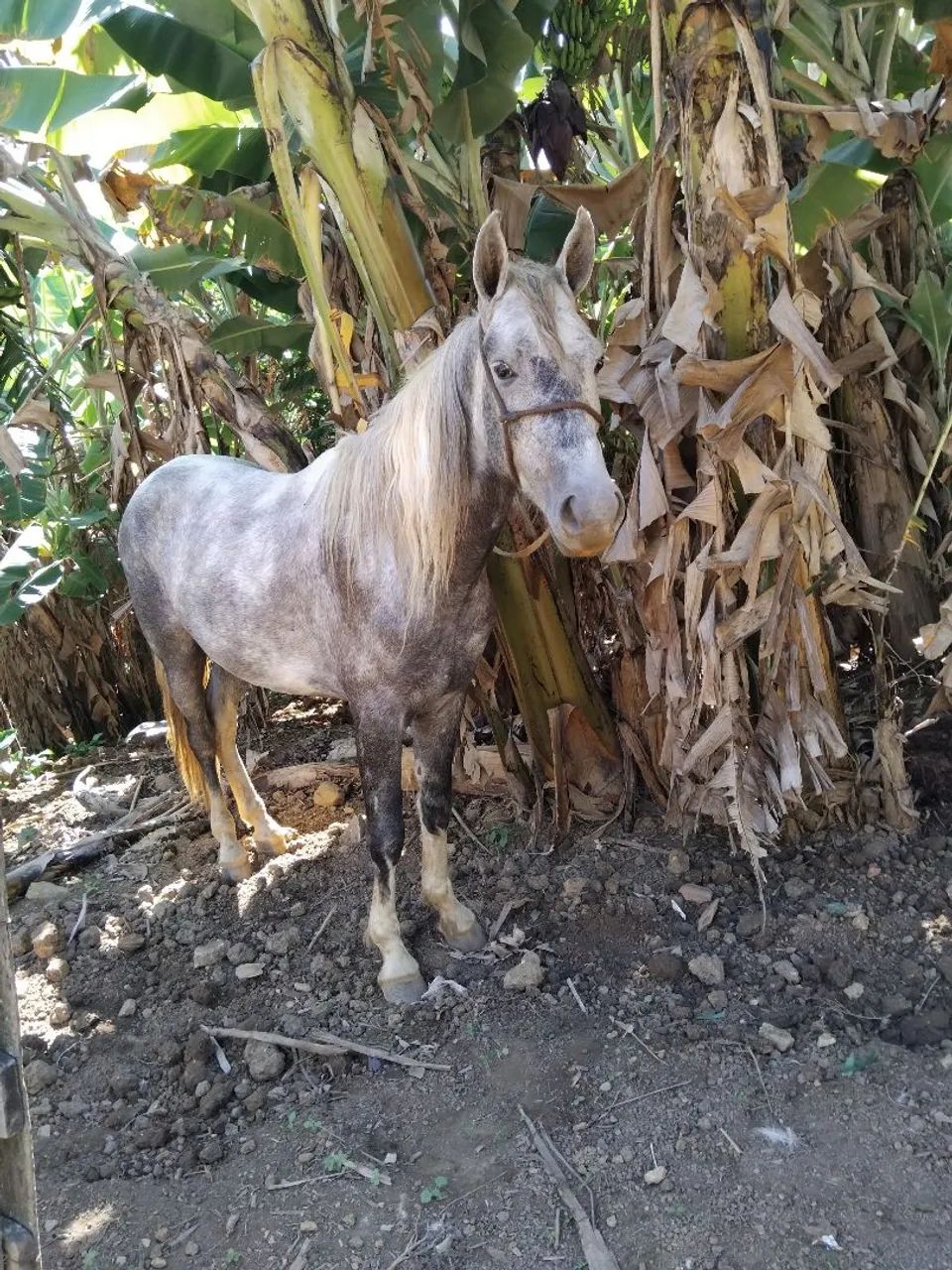 Vende se cavalo pampo turdilio já chipado e com documento provisório 