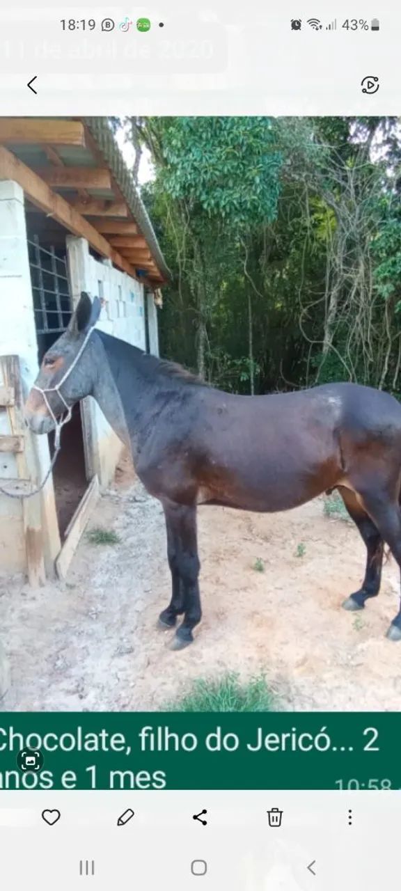 Burro  - Foto 5