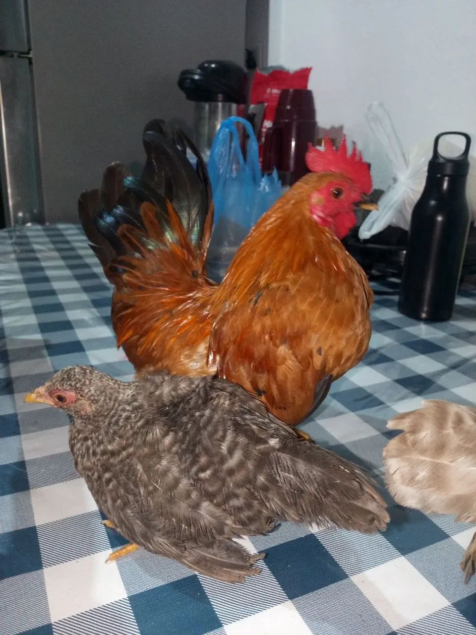 Galinha garnize  - Foto 2