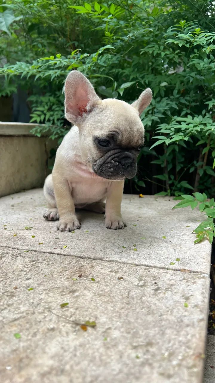 Buldogue francês   - Foto 2