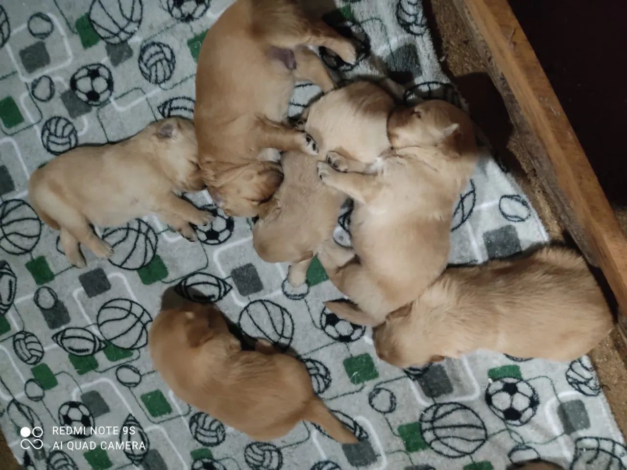 Golden Retriver  - Foto 2