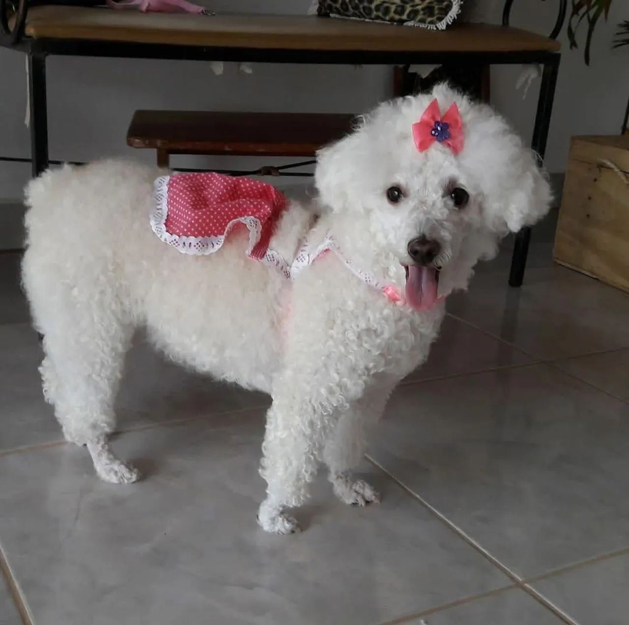 Poodle toy fêmea