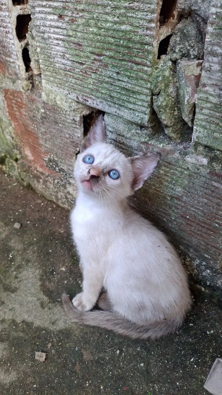 Gatinhas para adoção responsável 