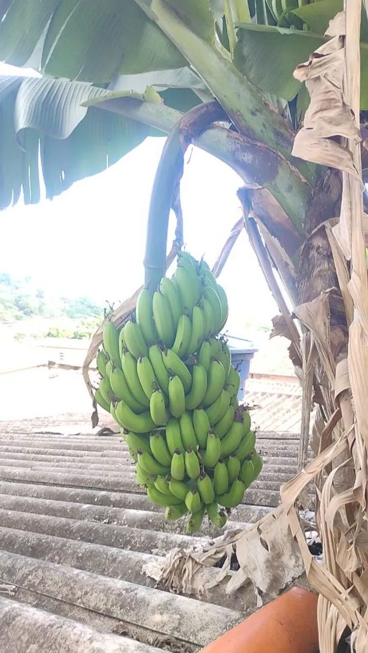 Babanas nanica fresca orgânica 2,50 kg - Foto 3