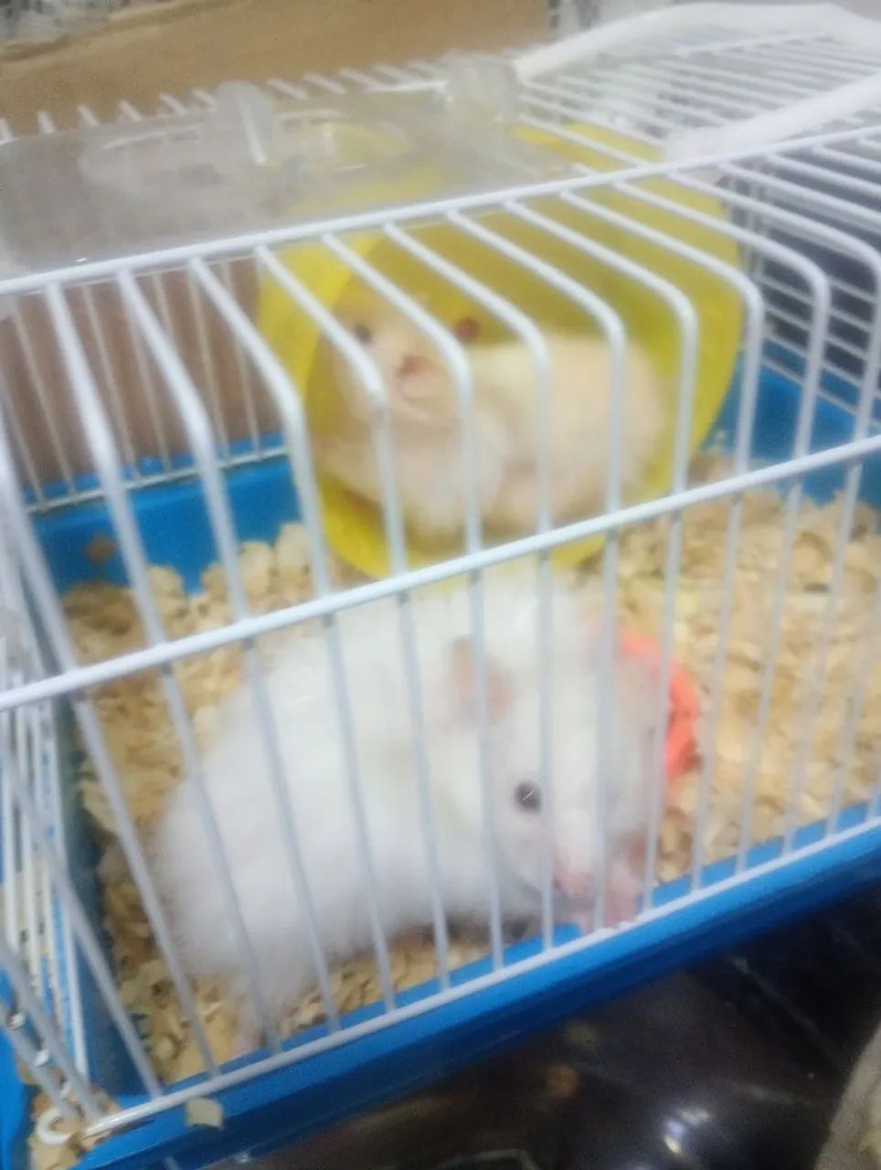 Hamster Sírio  - Foto 2