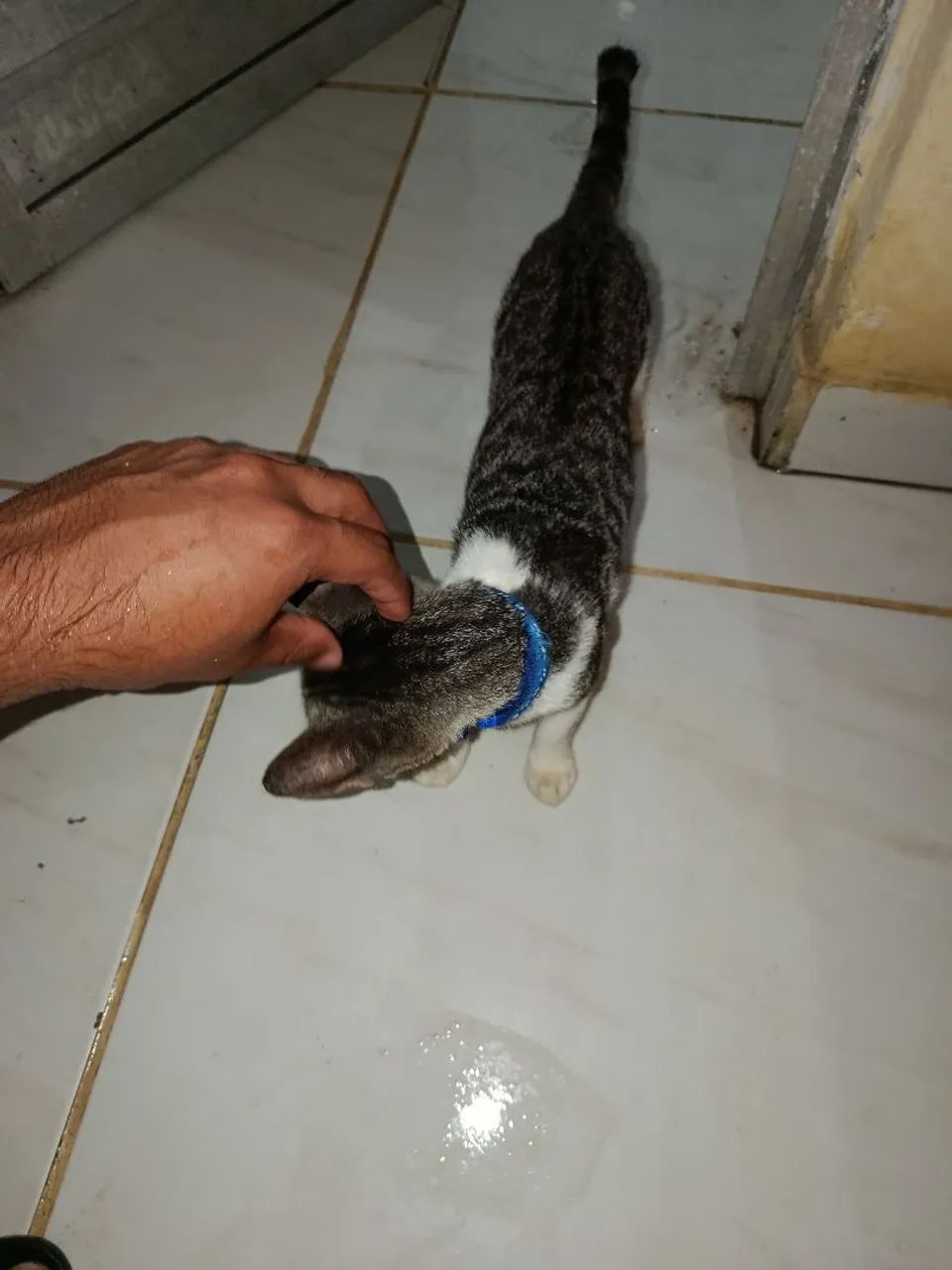 gatos filhotes  - Foto 3