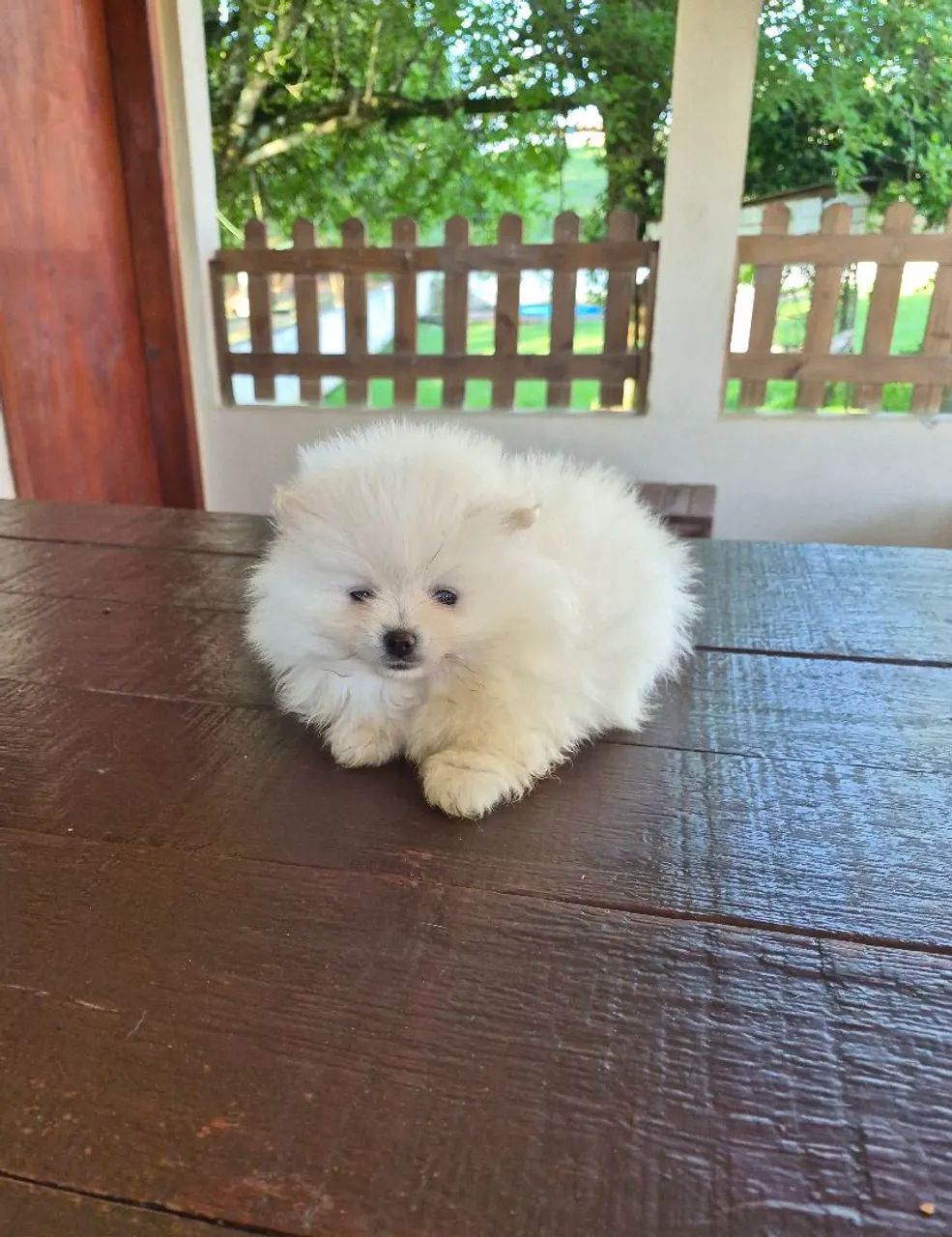 Lulu da Pomerânia! - Foto 4