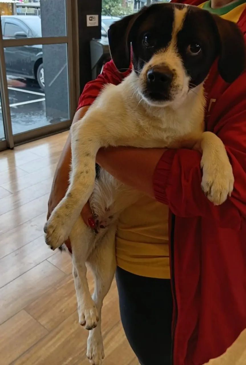 Cachorrinho - Foto 2