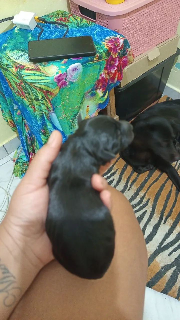 Doação  - Foto 4