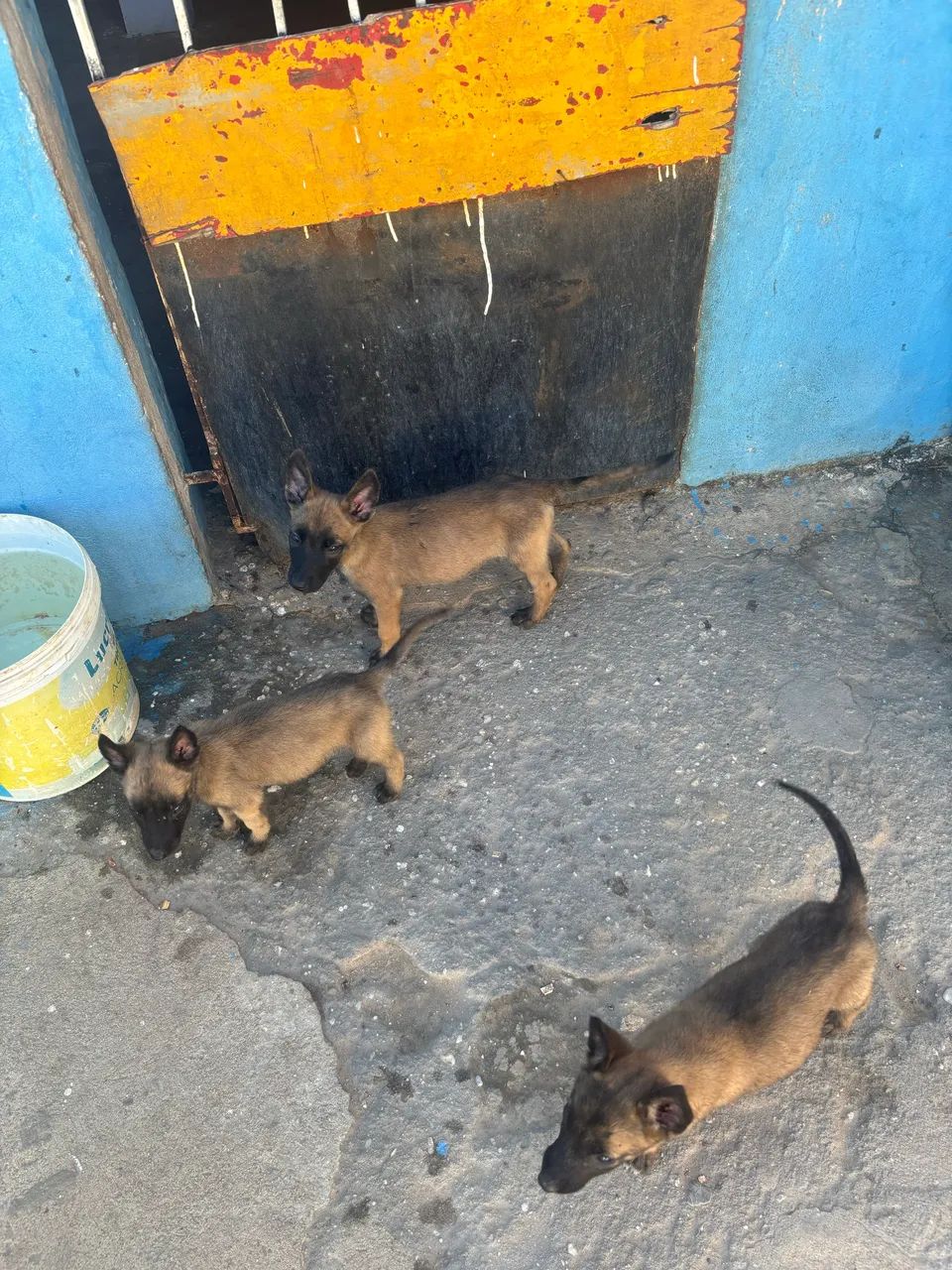VENDO FILHOTES DE PASTOR BELGA MALINOIS - Foto 3