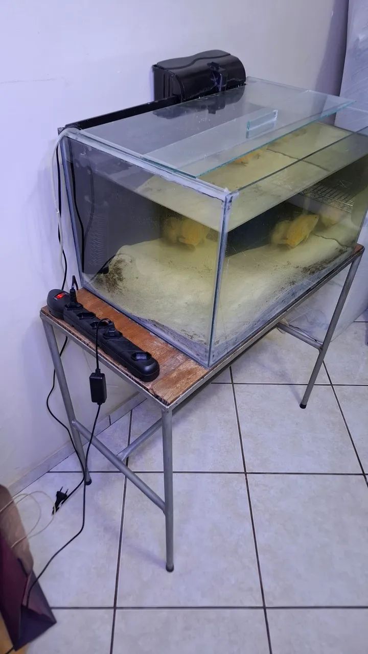 Aquário - Foto 4