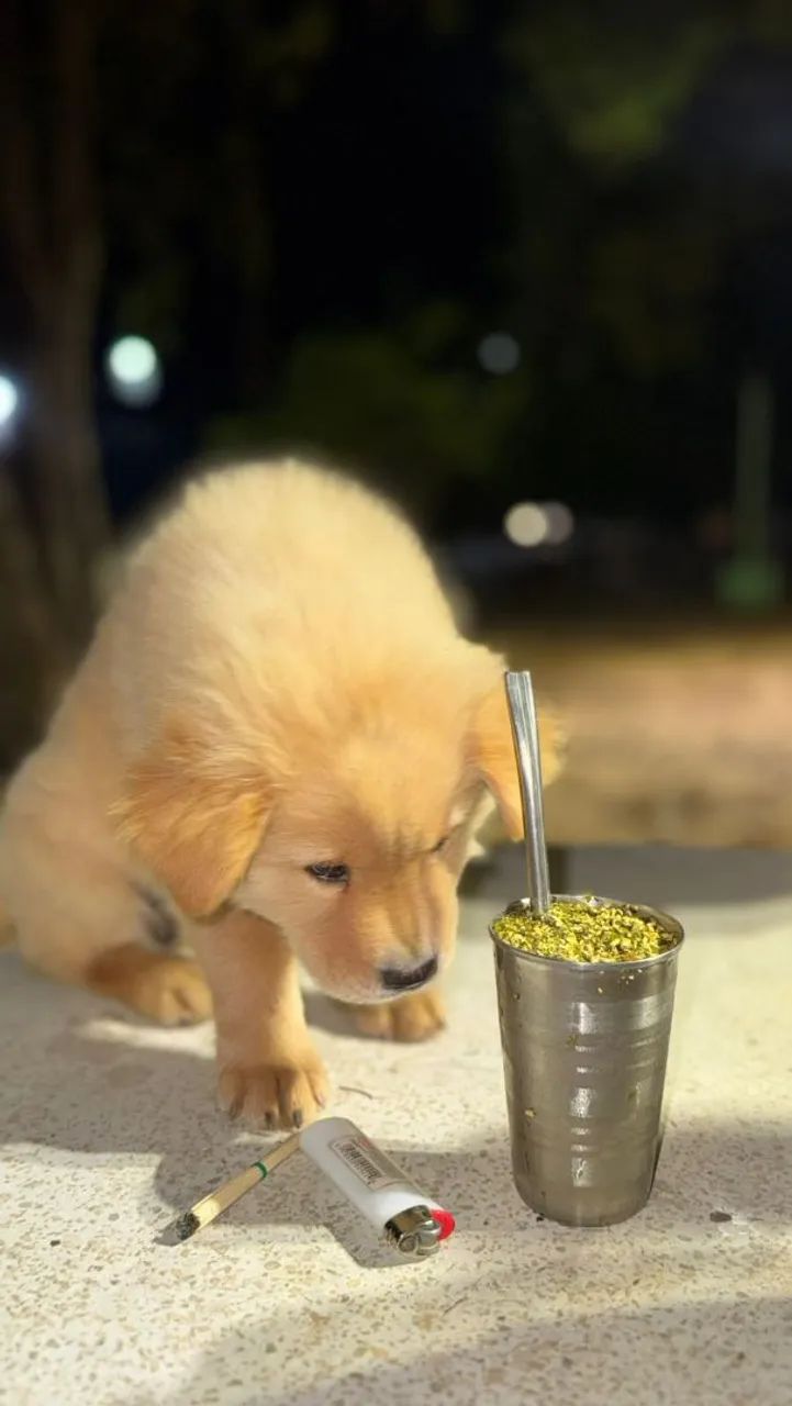 VENDO CHOW-CHOW FILHOTE  - Foto 3