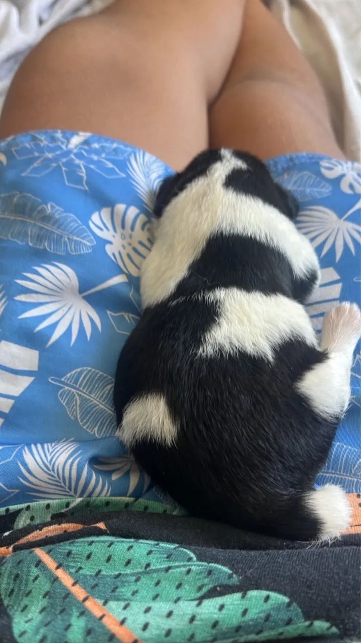 Shitszu Fêmea  - Foto 3