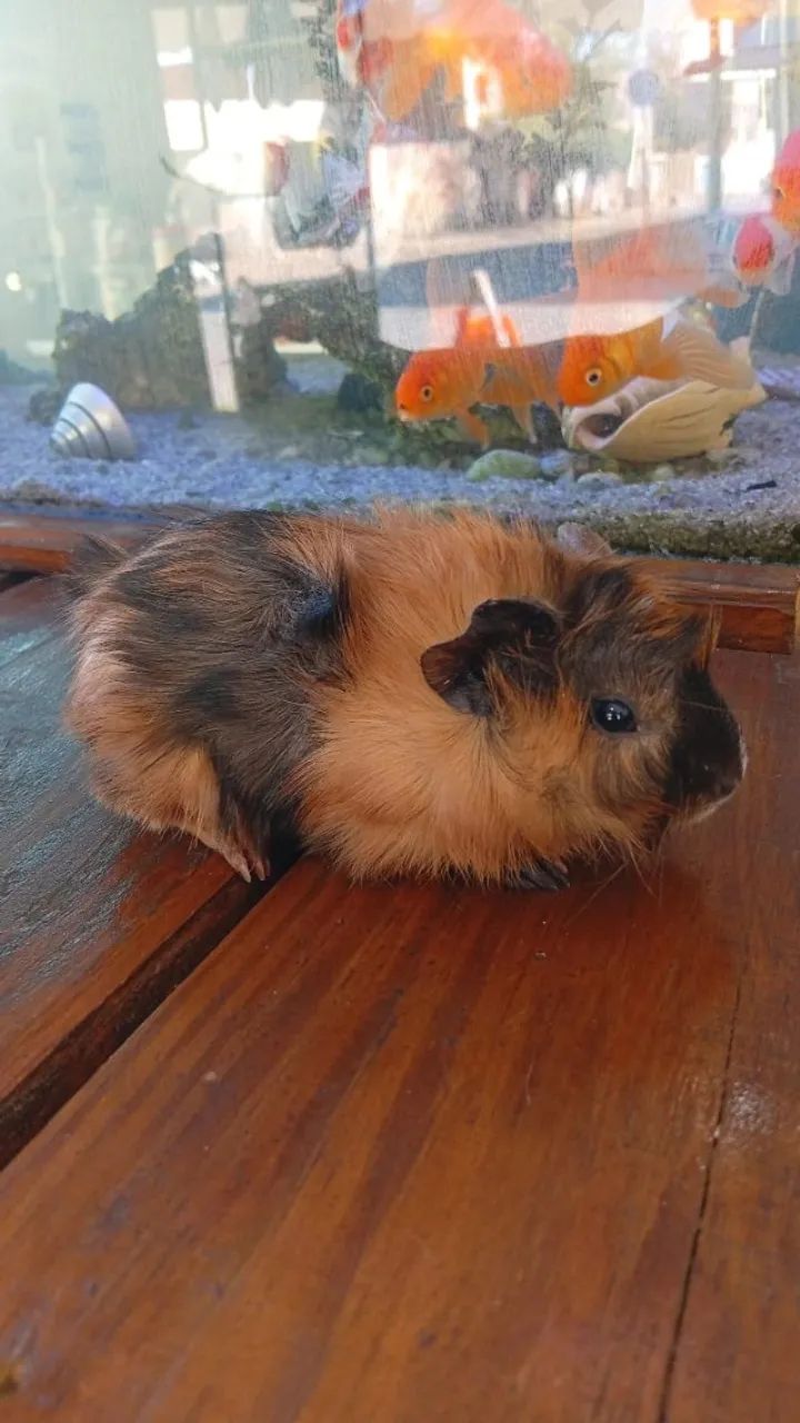 Porco da Índia - O melhor dos Pet's - Foto 2