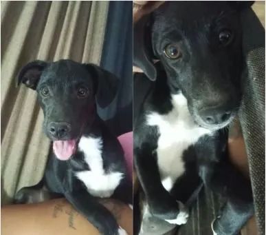 Cachorros - Foto 2